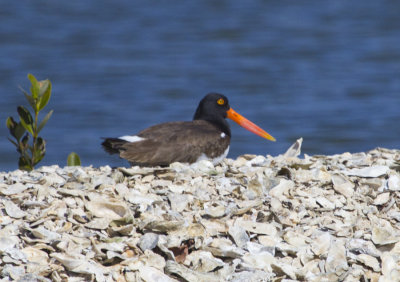 OysterCatcher 6921.jpg