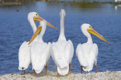 Pelicans 4 6910.jpg