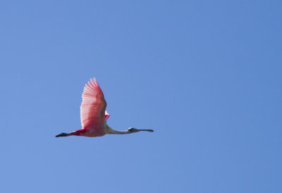 Merrit Island Birds and Wildlife