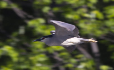 Night Heron 7502.jpg