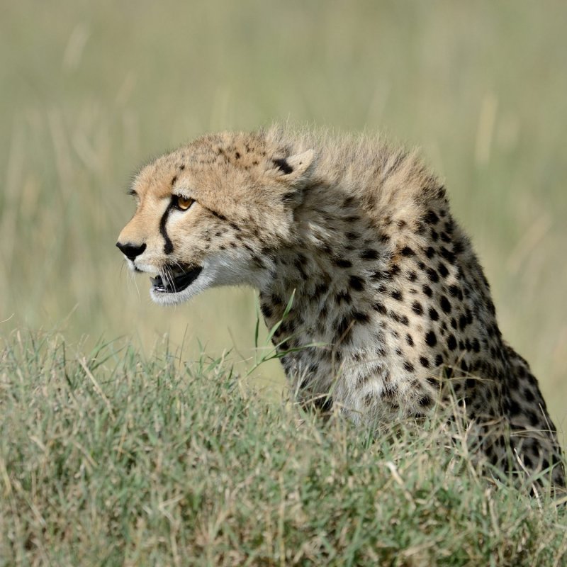 TJ_Kenya-2013_08984DSC_2931C.JPG