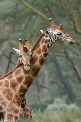 TJ_Kenya-2013_04464_DSC2049.JPG