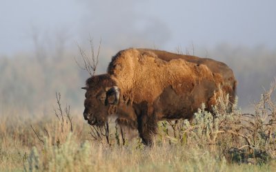 TJ_Dakota_2010_04061.JPG