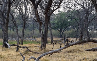 TJ_Botswana_04980.JPG