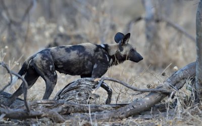 TJ_Botswana_07291.JPG