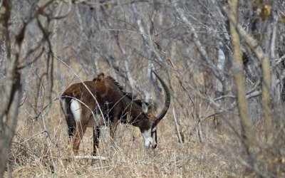 TJ_Botswana_09961.JPG