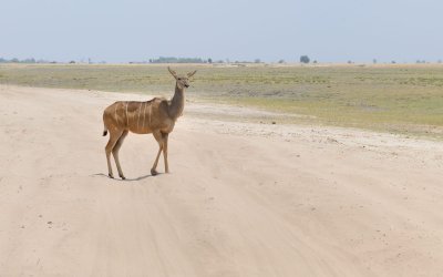 TJ_Botswana_10503.JPG