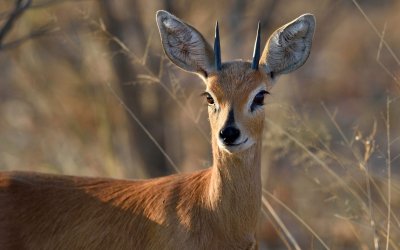 TJ_Botswana_03090.JPG