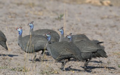 TJ_Botswana_02733.JPG