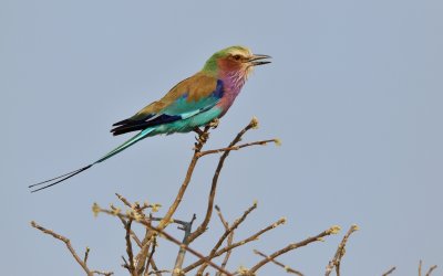 TJ_Botswana_03305.JPG