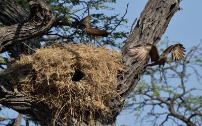 TJ_Botswana_07389.JPG