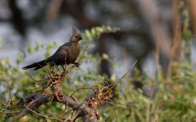 TJ_Botswana_08040.JPG