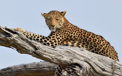 TJ_Botswana_03645.JPG