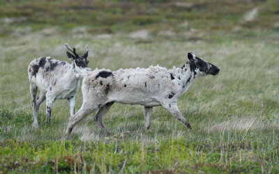 Terre Neuve Caribou