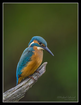 Kingfisher, juvenile