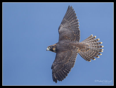 Peregrine Fly-by