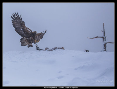 Eagles of Norway