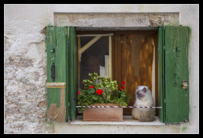 cat_window.jpg