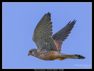 common kestrel, Simris