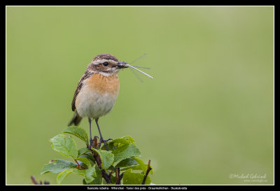 Whinchat, Krankesjn