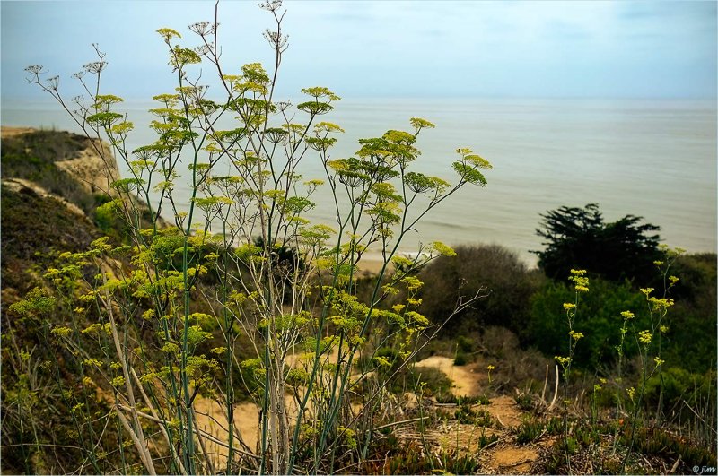 Sweet Fennel Path(Foeniculum Vulgare)
