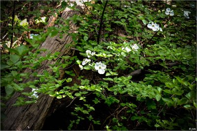 Pacific Dogwoods