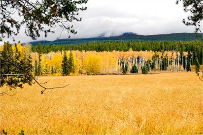 Aspens