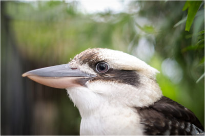 Bird Bokeh