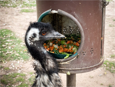 Emu Eating...