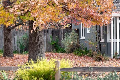 Falling Leaves