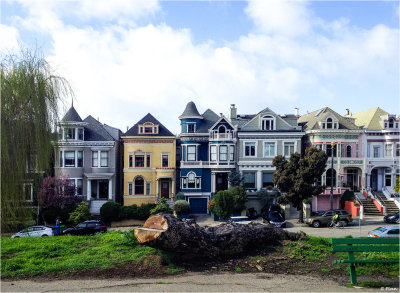 An El Nio Winter and the Other Painted Ladies of San Francisco