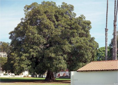 Moreton Bay Fig Tree 