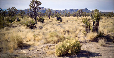 Joshua Trees