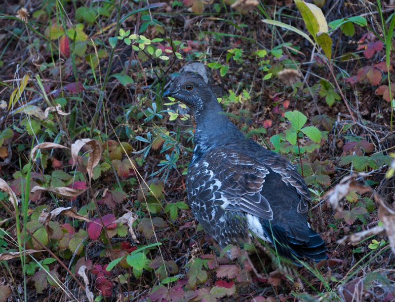 Blue Grouse