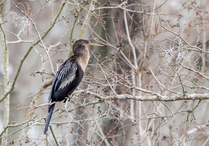 Anhinga