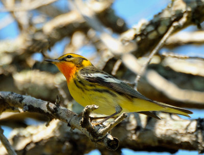 Blackburnian Warbler