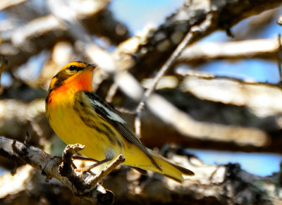 Blackburnian Warbler