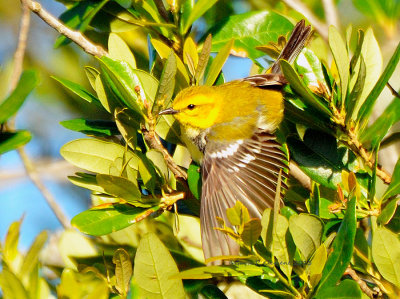 Black-throated Green Warbler