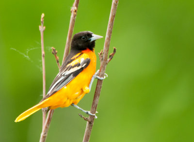 Baltimore Oriole