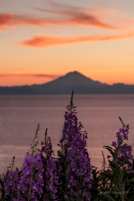Volcano and Fireweed at Midnight