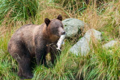 Bear with Salmon and Roe