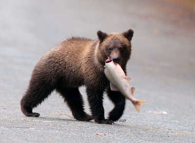 Bringing Dinner Home