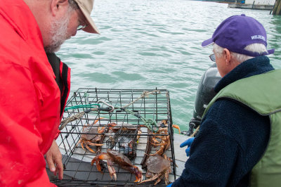 Raising Dungeness Crab Traps