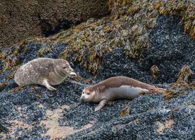 Harbor Seals on Bed of Mussels and Kelp