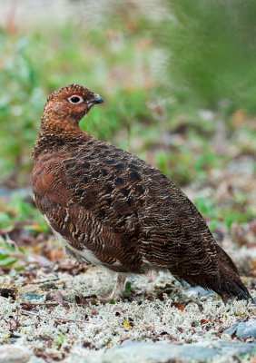 Wary Ptarmigan