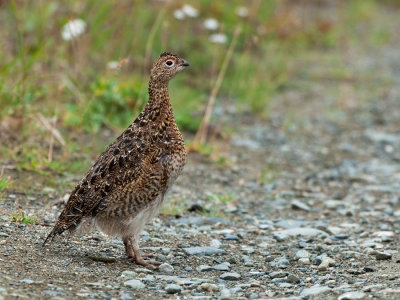 Willow Ptarmigan Crossing the Road