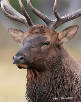 Elk Portrait