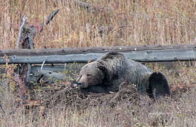 Happy Grizzly Guarding Cache