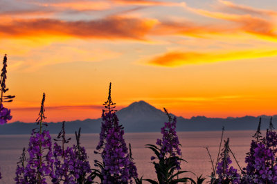 Fireweed, Mount Redoubt, and a Midnight Sunset