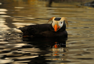 Tufted Puffin